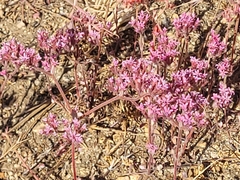 Riverside spineflower (Chorizanthe xanti)