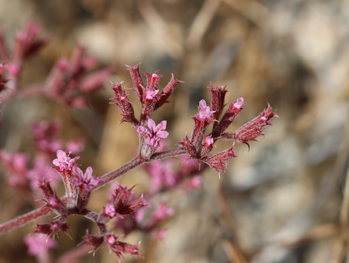 Riverside spineflower (Chorizanthe xanti)