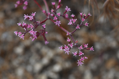 Riverside spineflower (Chorizanthe xanti)