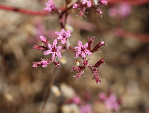Riverside spineflower (Chorizanthe xanti)