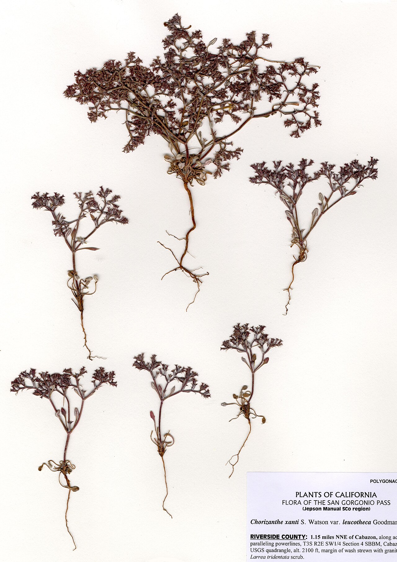 Riverside spineflower: Chorizanthe xanti var. leucotheca specimen from Jepson Herbarium