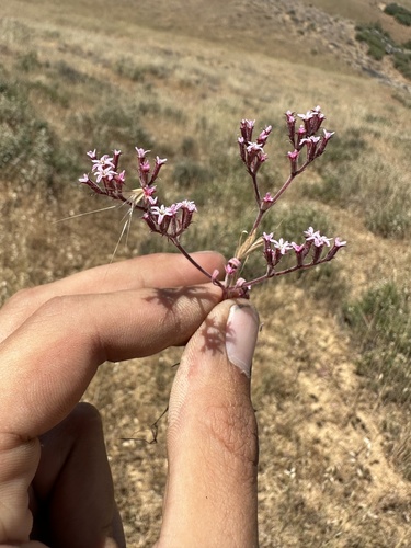 Riverside spineflower (Chorizanthe xanti)