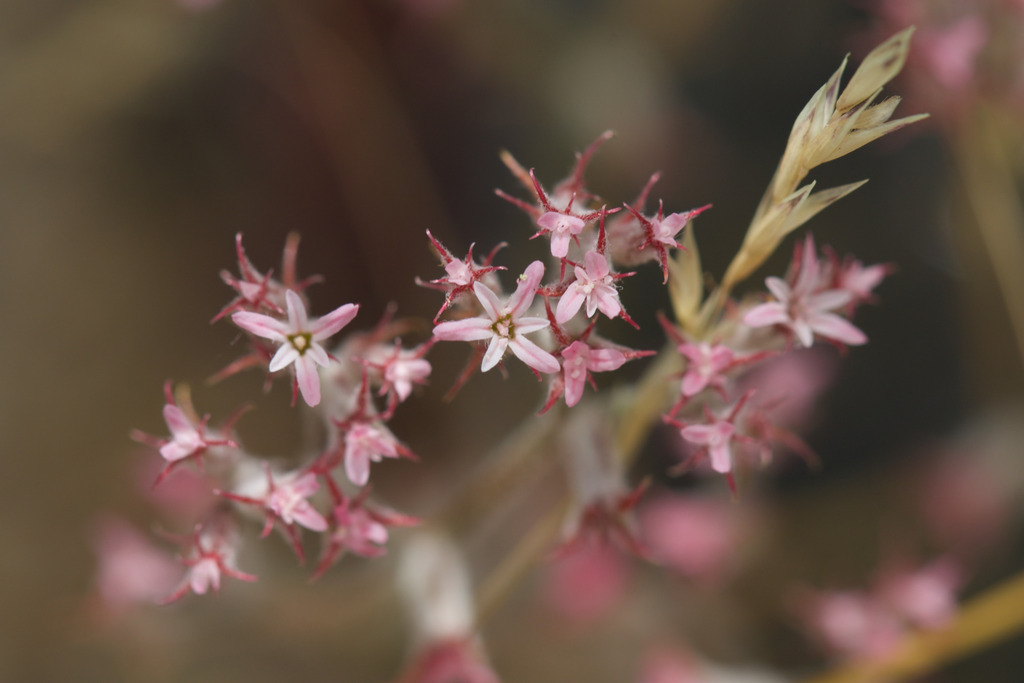 Riverside spineflower (Chorizanthe xanti)
