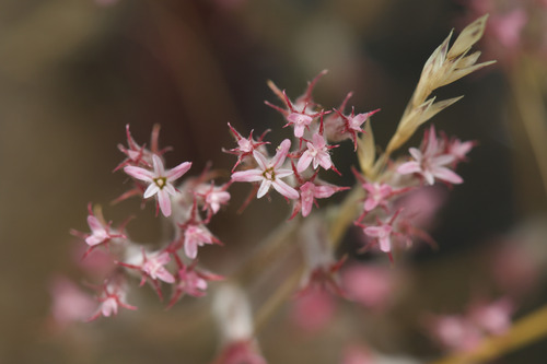 Riverside spineflower (Chorizanthe xanti)