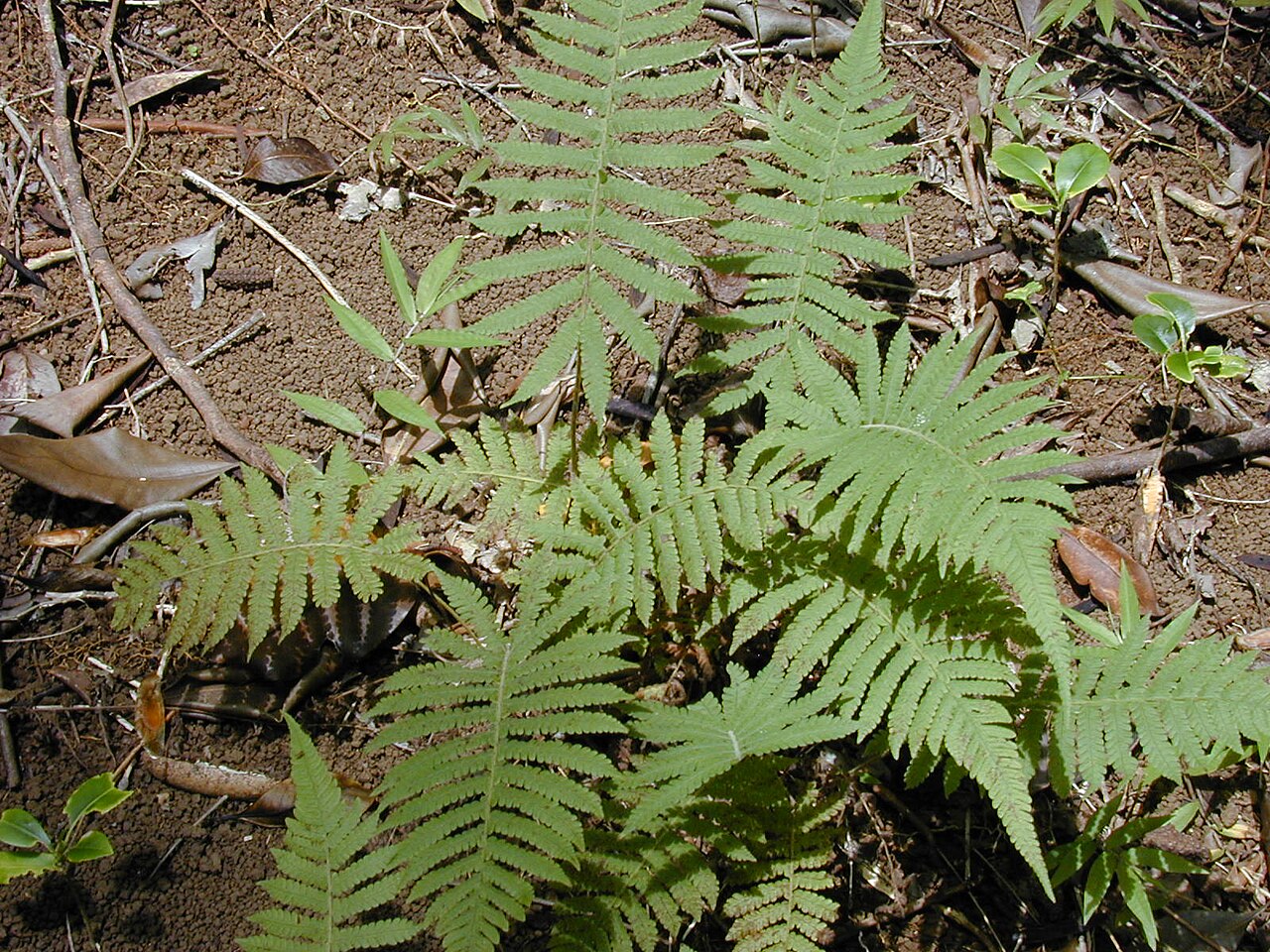 Downy maiden fern: Christella dentata (habit). Location: Maui, Waihee Ridge Trail