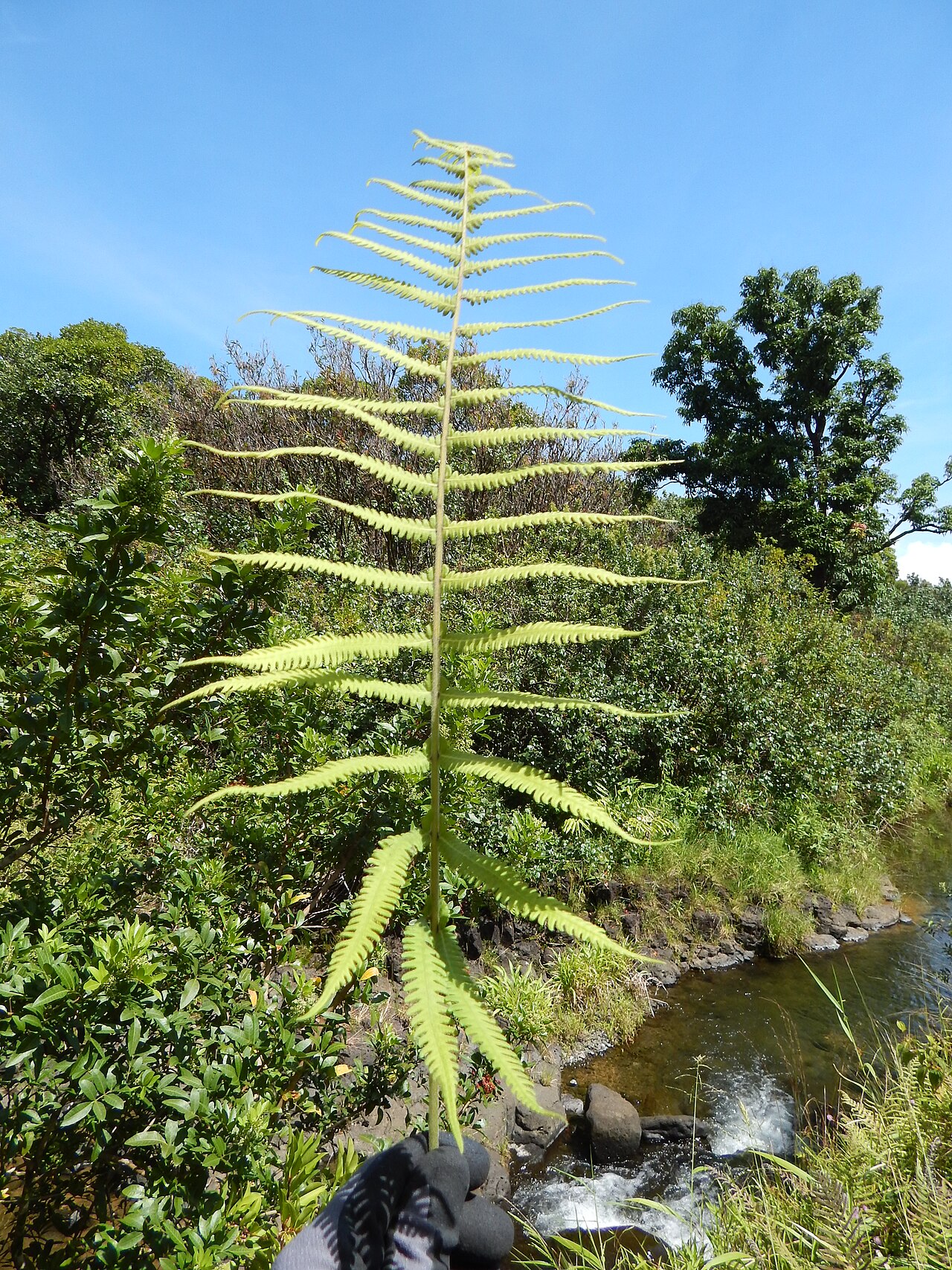 Parasitic maiden fern: Cyclosorus parasiticus (Christella) Frond at Wailua, Maui, Hawaii. September 09, 2014 #140909-1725 Image Use Policy Also known as Christella parasitica.