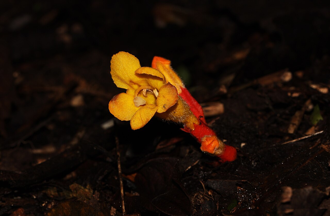 Christisonia bicolor: Christisonia bicolor is a parasitic plant. This photograph was taken in Sri Lanka