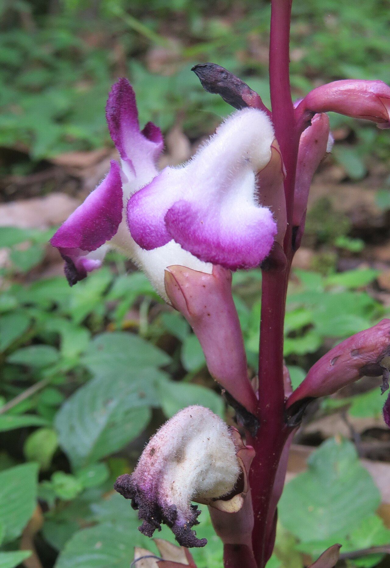 Christisonia tubulosa: Christisonia tubulosa from Pooppara, Parambikulam