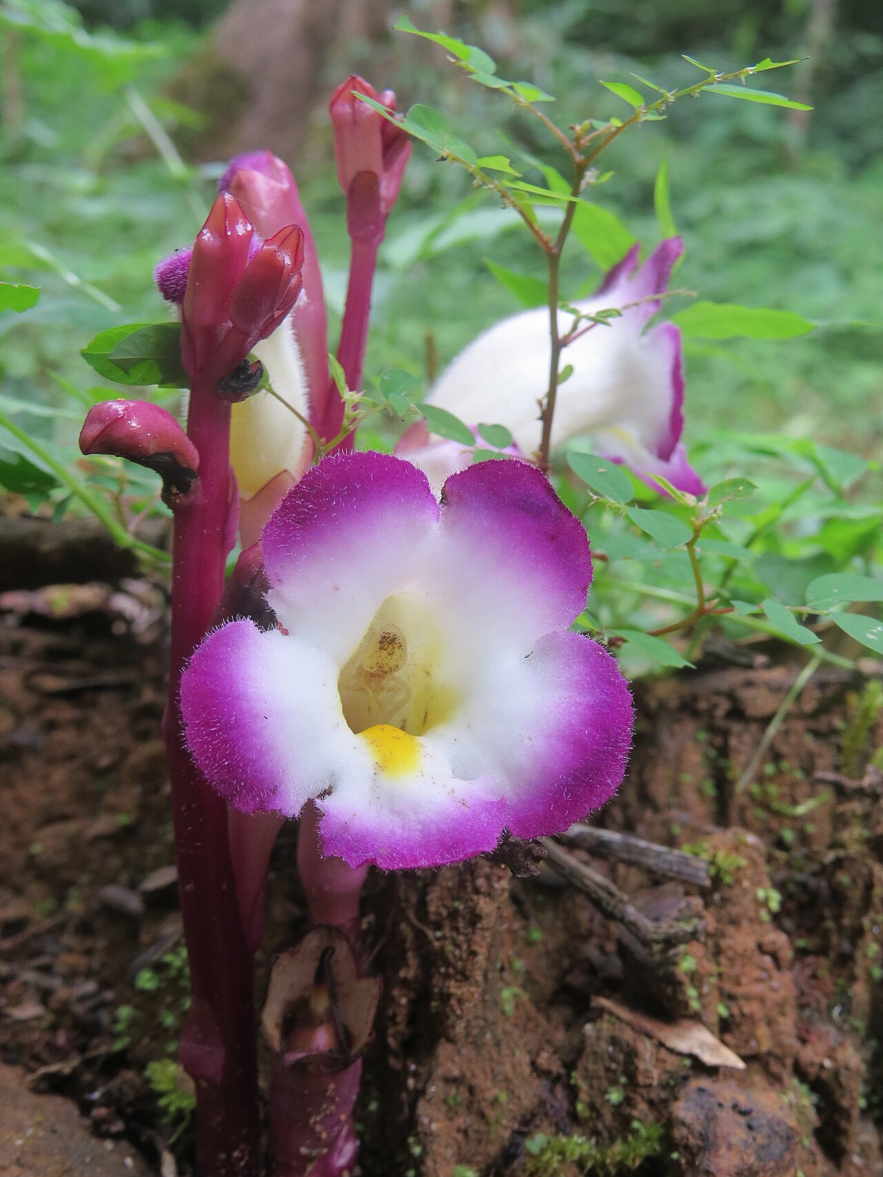 Christisonia tubulosa: Christisonia tubulosa from Pooppara, Parambikulam