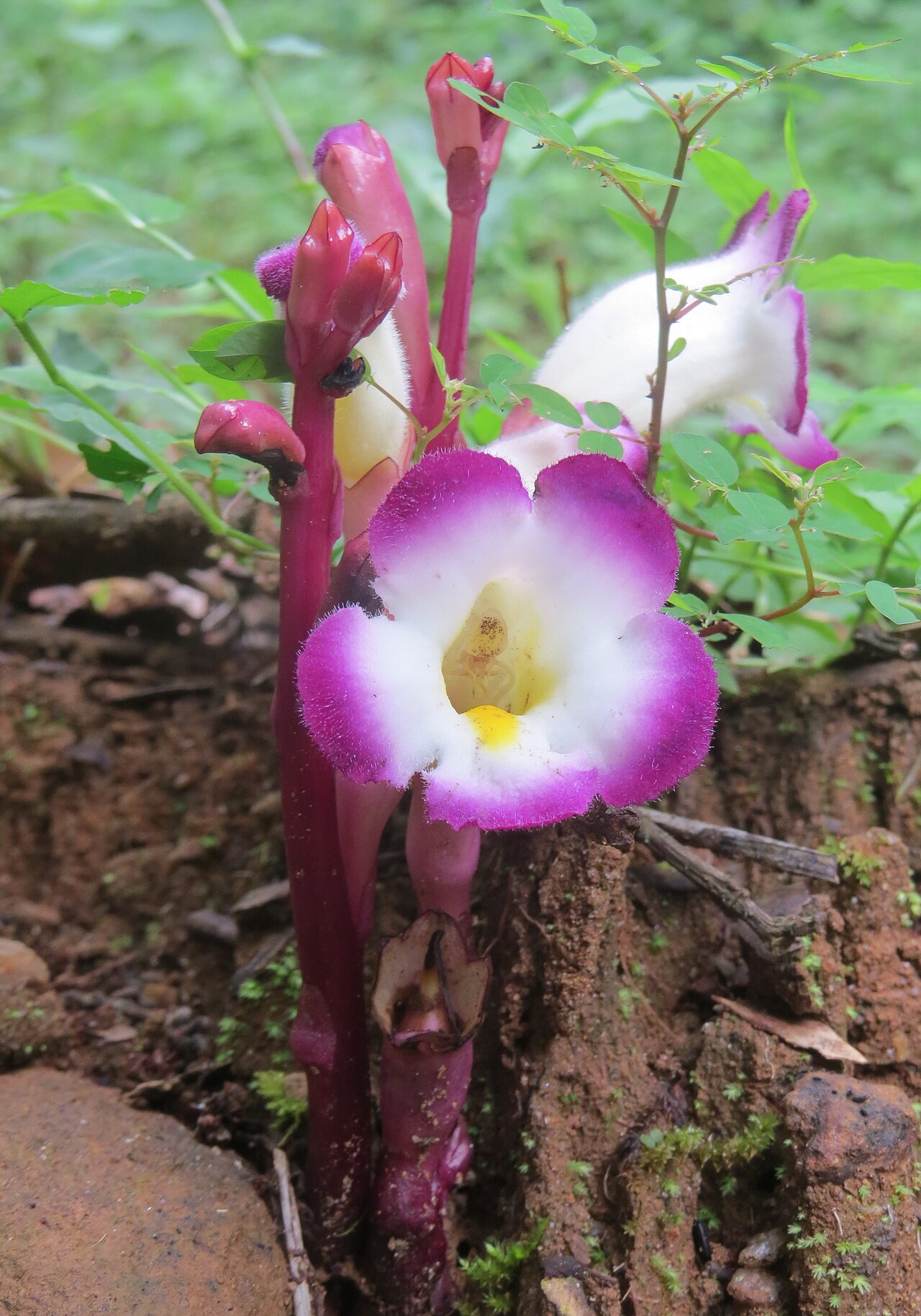Christisonia tubulosa: Christisonia tubulosa from Pooppara, Parambikulam
