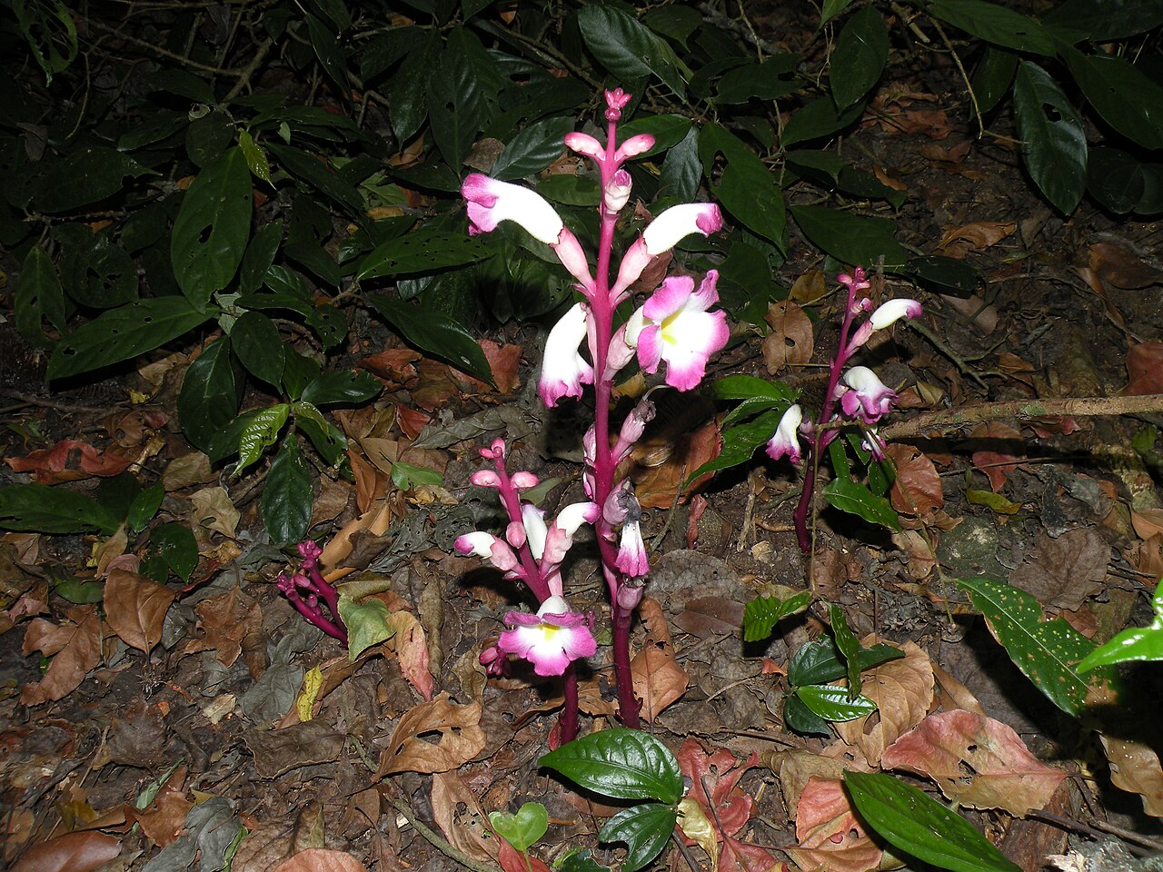Christisonia tubulosa: Root parasite Christisonia tubulosa in the Periyar Hills, Kerala