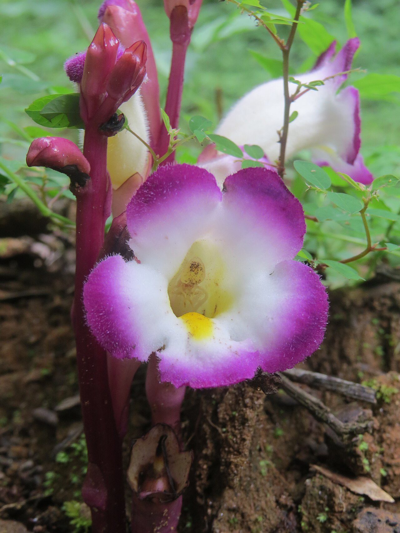 Christisonia tubulosa: Christisonia tubulosa from Pooppara, Parambikulam