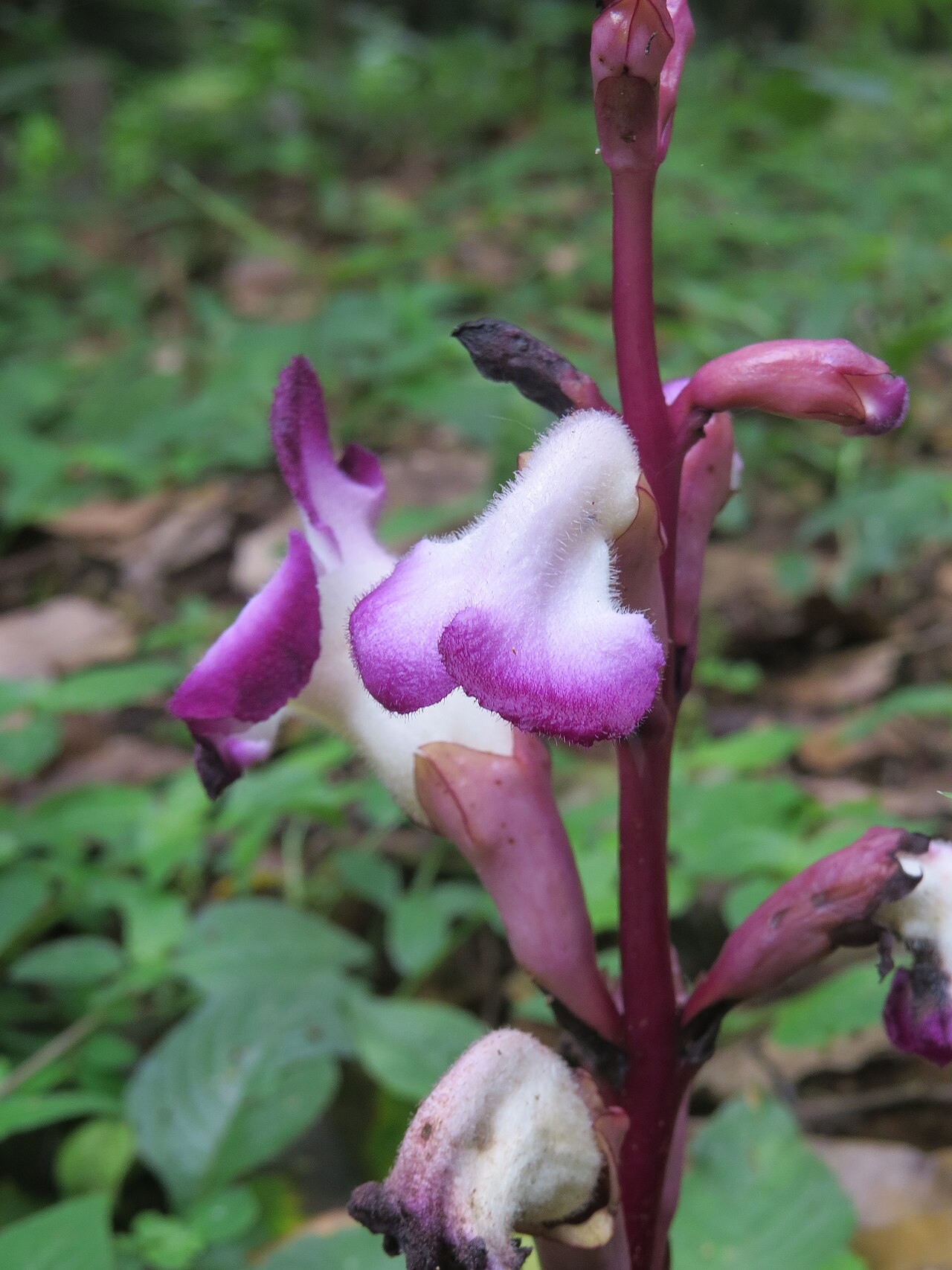 Christisonia tubulosa: Christisonia tubulosa from Pooppara, Parambikulam