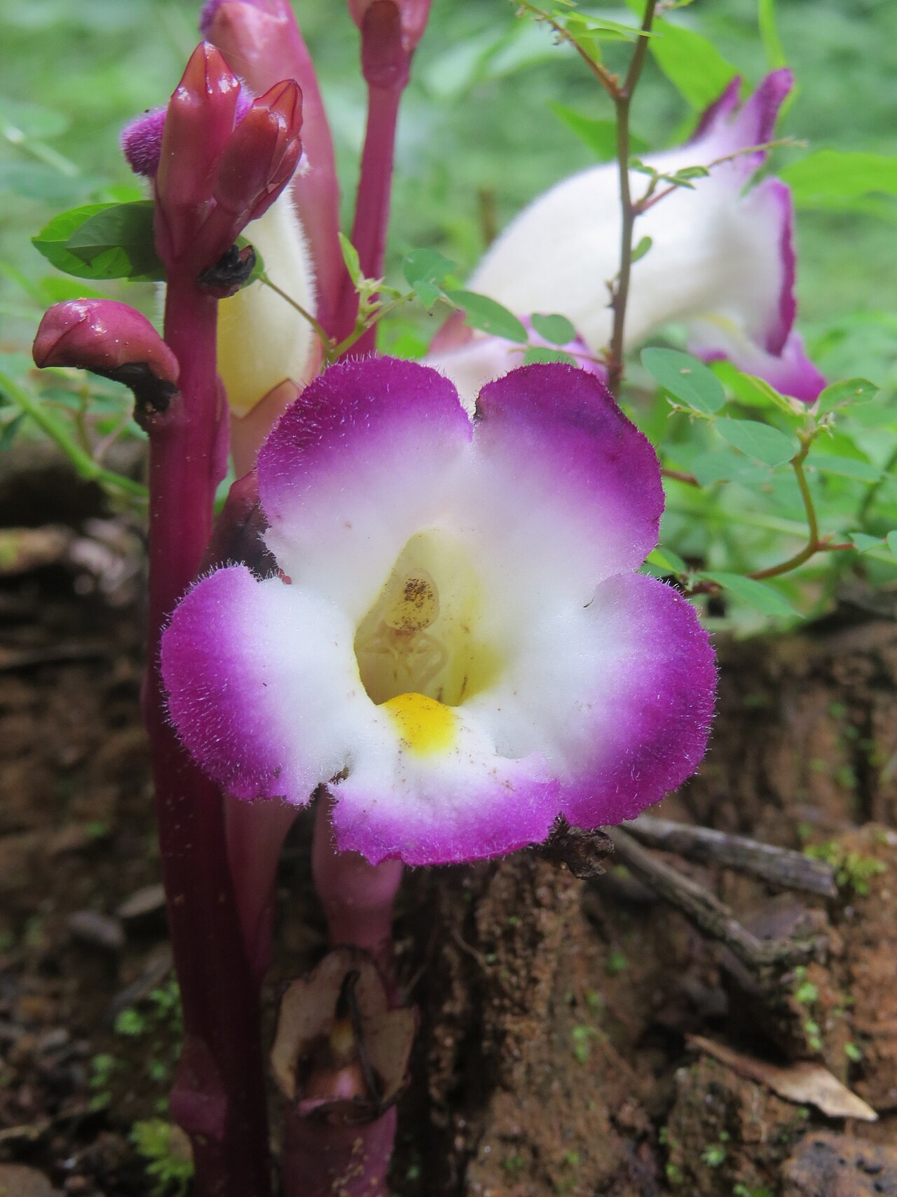 Christisonia tubulosa: Christisonia tubulosa from Pooppara, Parambikulam