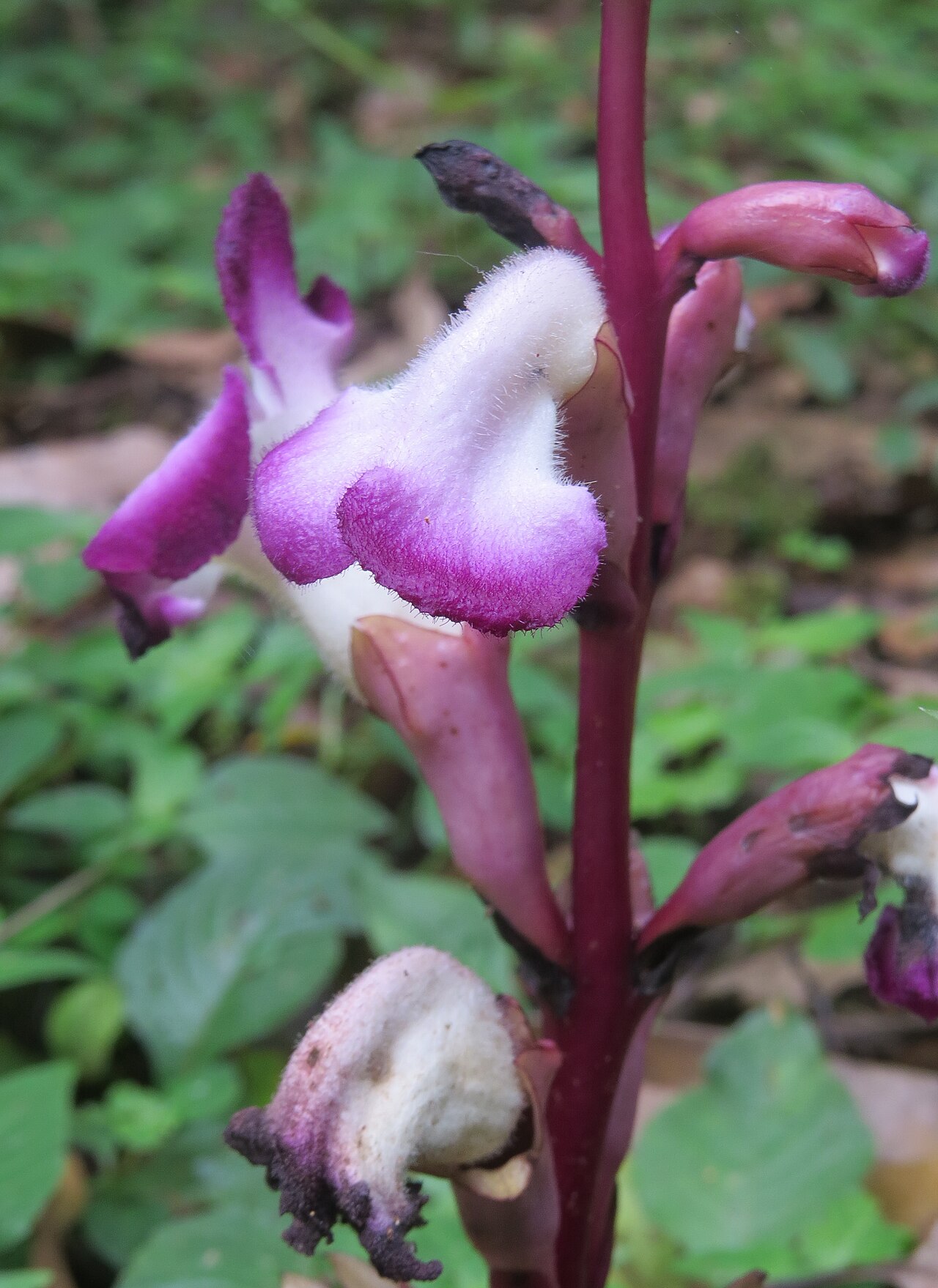 Christisonia tubulosa: Christisonia tubulosa from Pooppara, Parambikulam