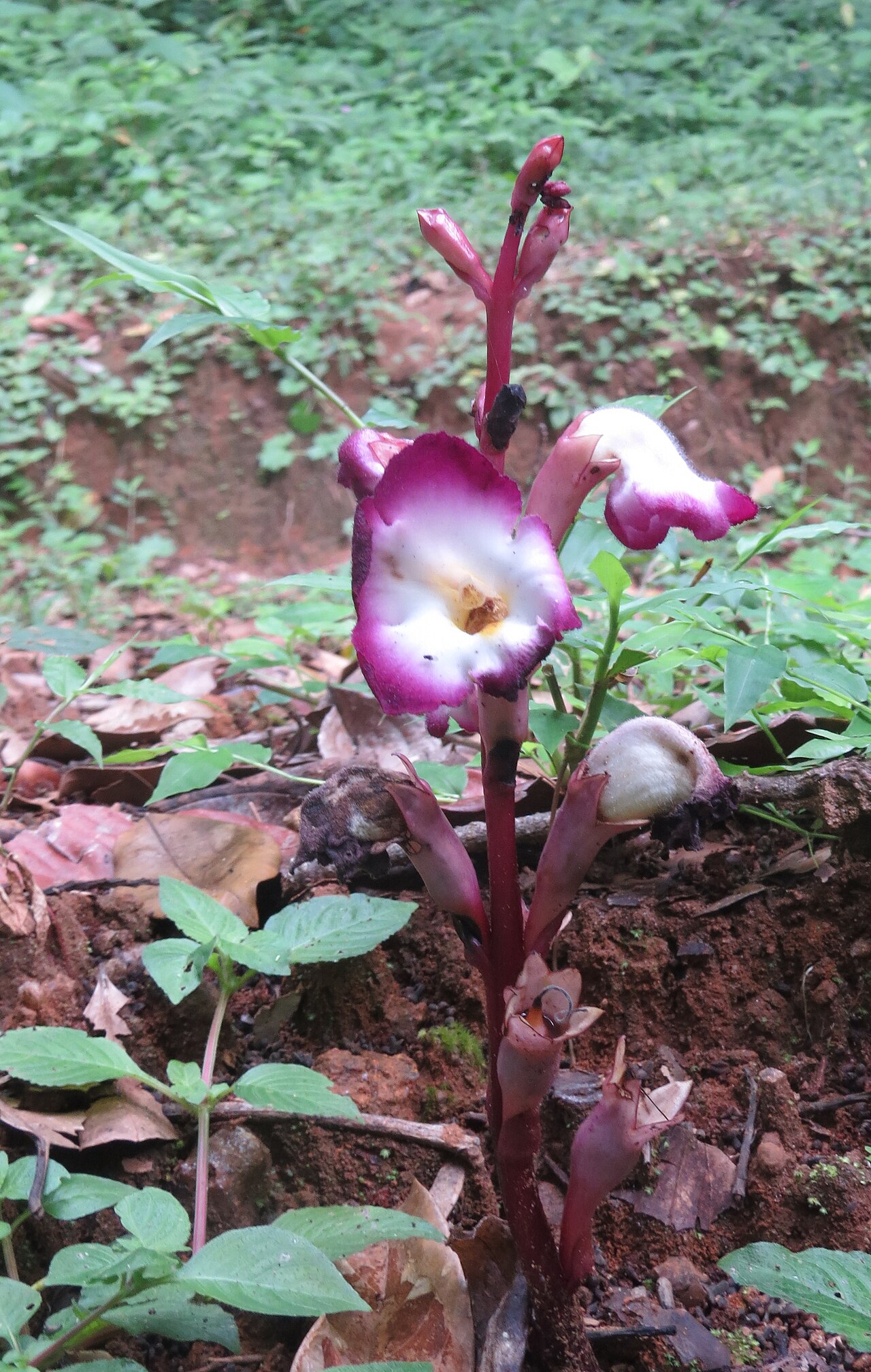 Christisonia tubulosa: Christisonia tubulosa from Pooppara, Parambikulam