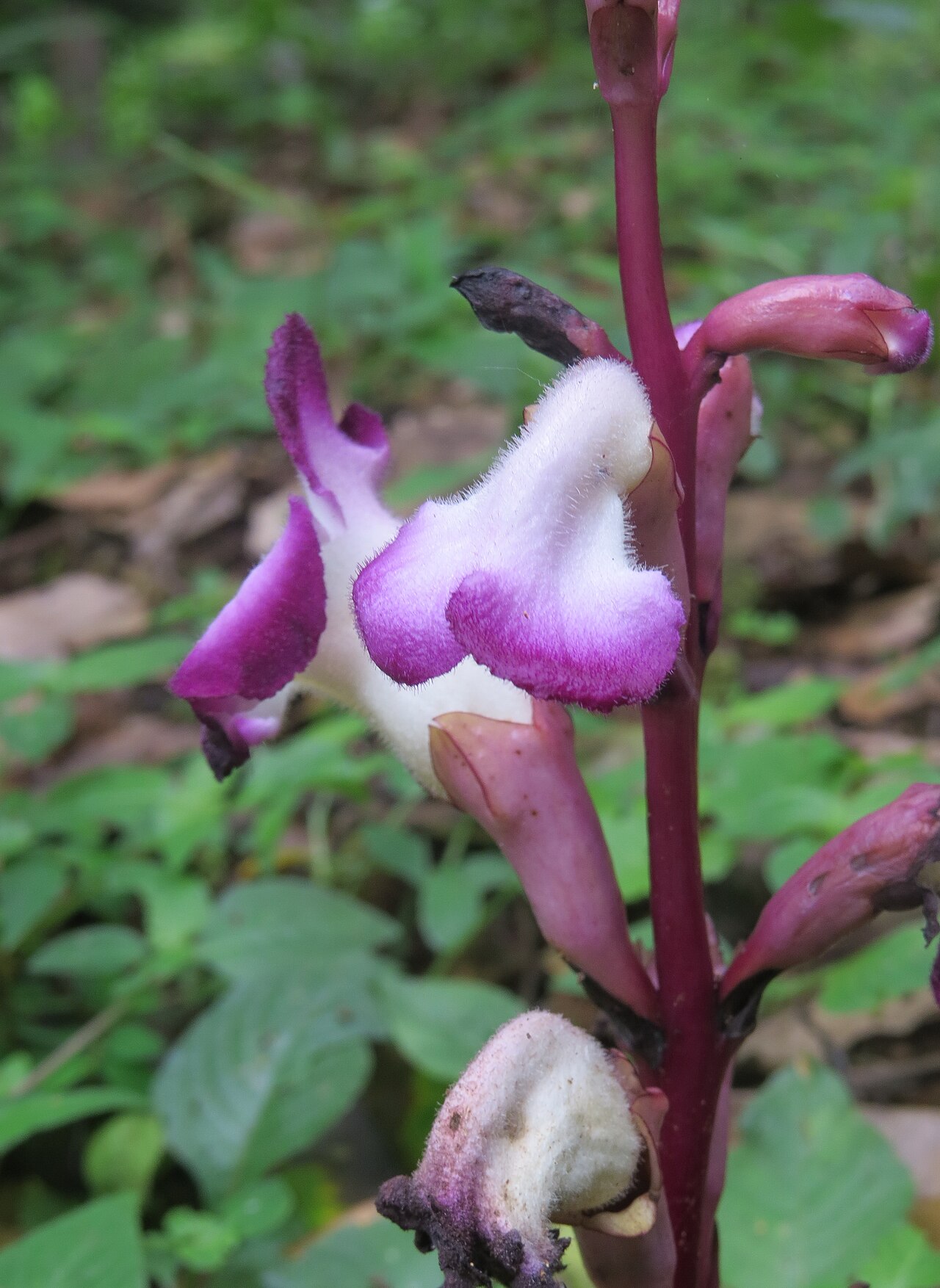Christisonia tubulosa: Christisonia tubulosa from Pooppara, Parambikulam
