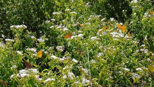Bitter bush