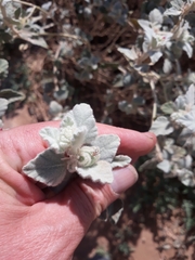 Chrozophora brocchiana (Chrozophora brocchiana)