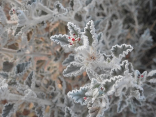 Chrozophora brocchiana (Chrozophora brocchiana)