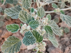 Chrozophora plicata (Chrozophora plicata)
