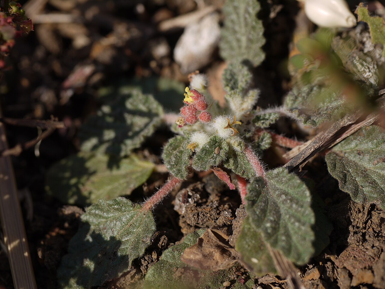 Chrozophora plicata: Chrozophora plicata (Vahl) A.Juss. ex Spreng.