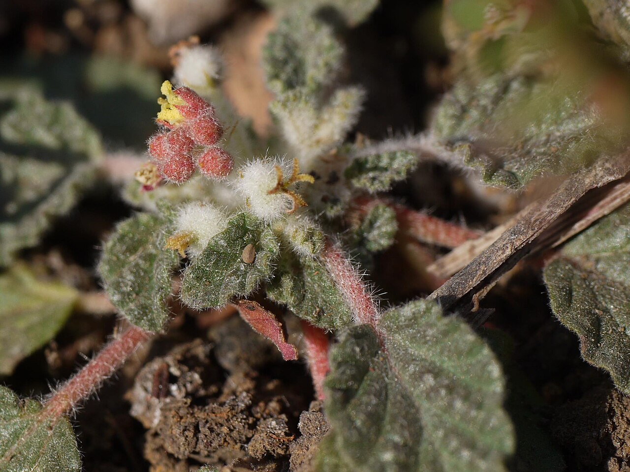Chrozophora plicata: Chrozophora plicata (Vahl) A.Juss. ex Spreng.