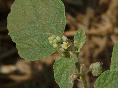 Mexican spurge (Chrozophora rottleri)