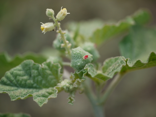 Mexican spurge (Chrozophora rottleri)