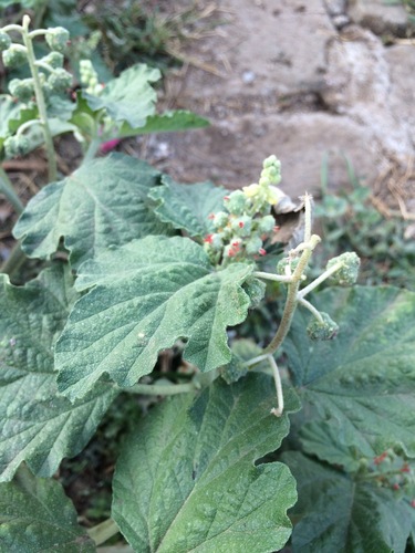 Mexican spurge (Chrozophora rottleri)