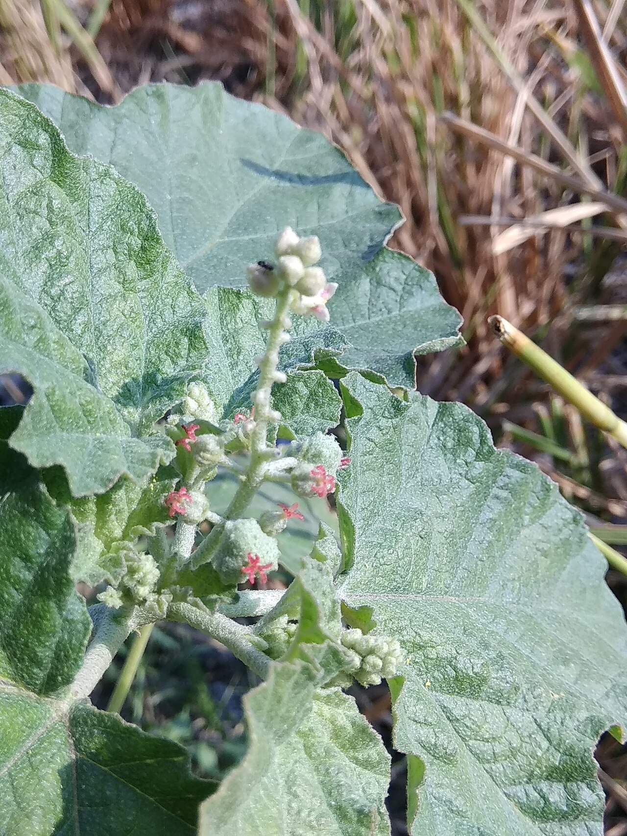 Mexican spurge: chrozophora rottleri