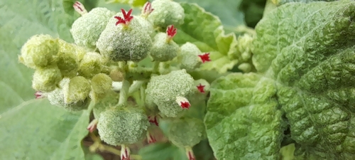 Mexican spurge (Chrozophora rottleri)