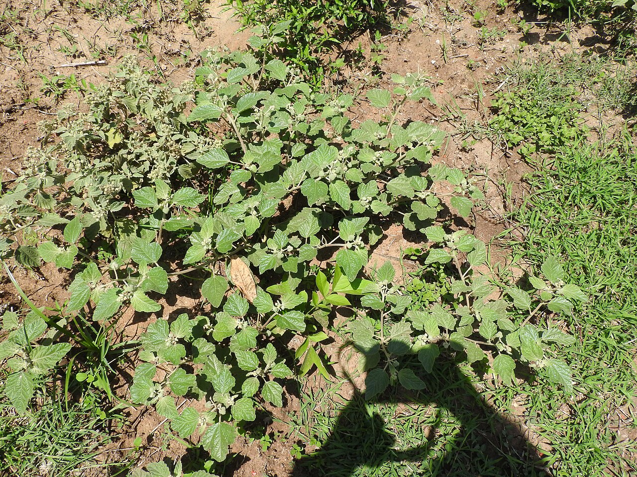 Mexican spurge: Puracheedi-annual,male and female flowers separate,fruit rounded.