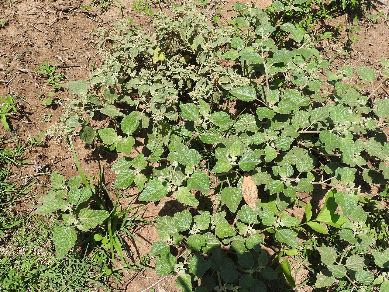 Mexican spurge: Puracheedi-annual,male and female flowers separate,fruit rounded.