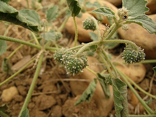 Giradol: Chrozophora tinctoria