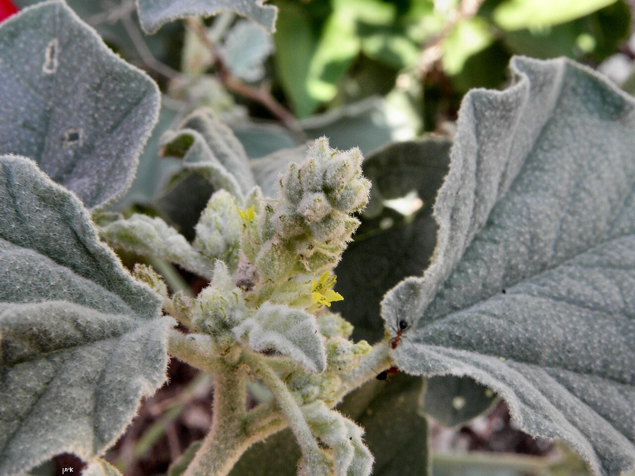 Giradol: Chrozophora tinctoria, staminate flowers לשישית הצבעים, יקנעם