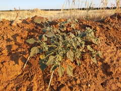 Giradol (Chrozophora tinctoria)