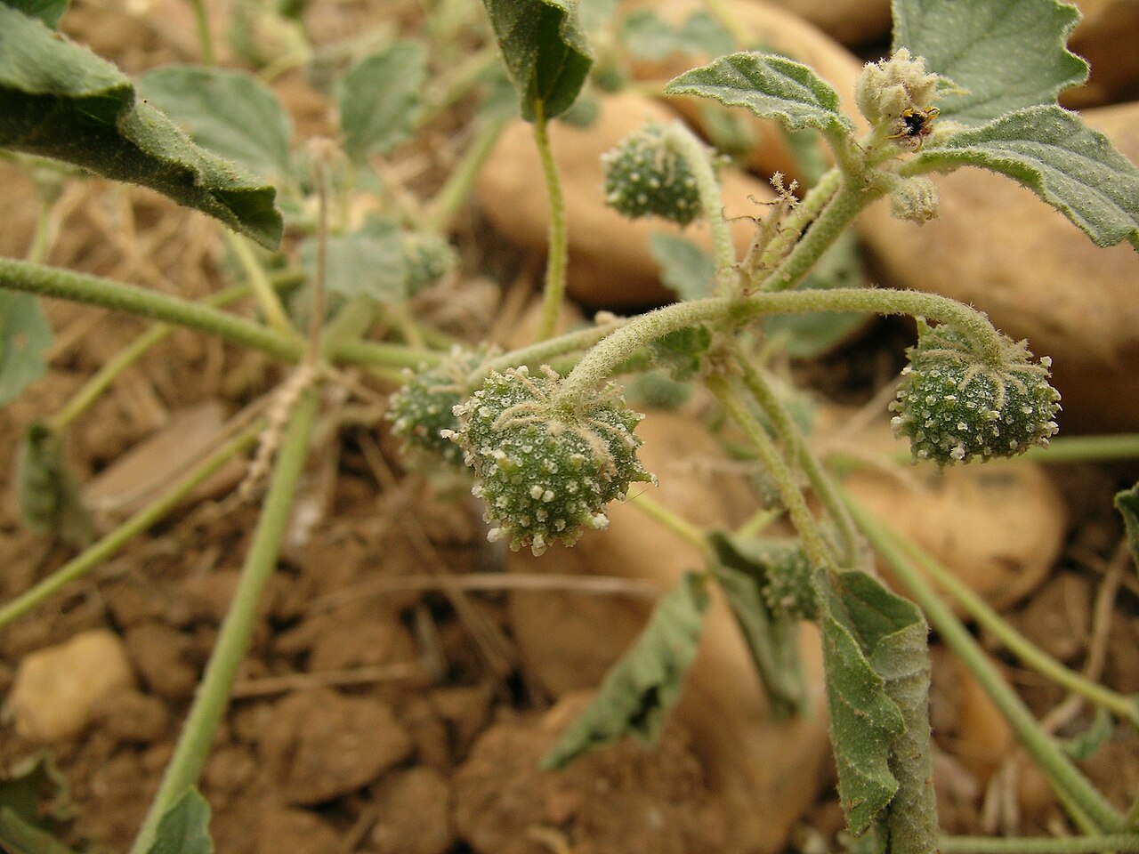 Giradol: Chrozophora tinctoria
