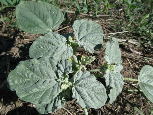 Giradol (Chrozophora tinctoria)
