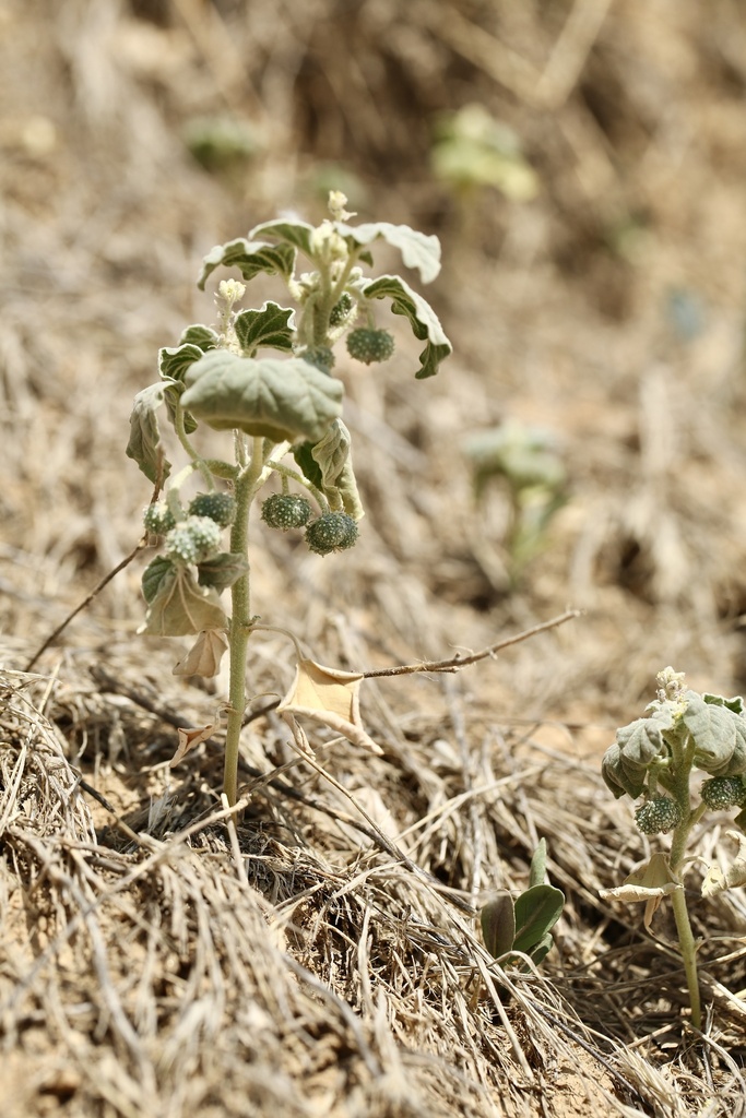 Giradol (Chrozophora tinctoria)