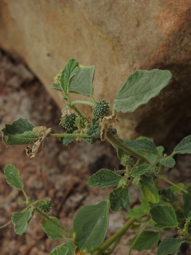 Giradol (Chrozophora tinctoria)