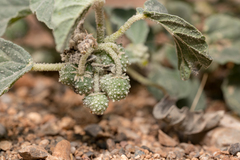Giradol (Chrozophora tinctoria)