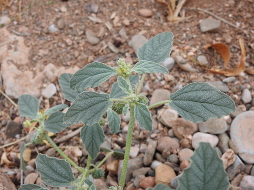 Giradol (Chrozophora tinctoria)