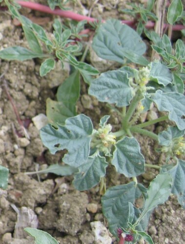 Giradol (Chrozophora tinctoria)