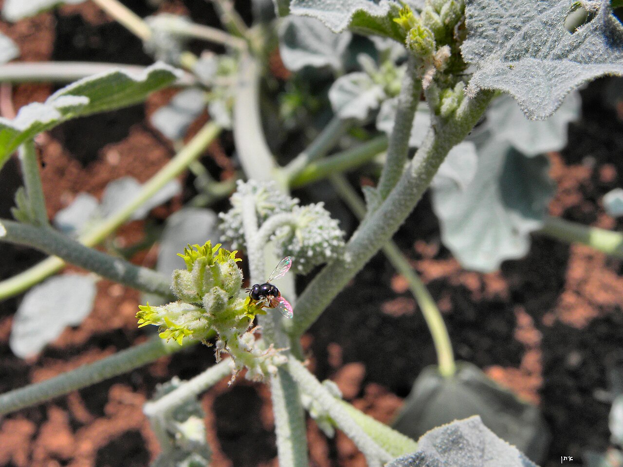 Giradol: Chrozophora tinctoria, pistillate flowers לשישית הצבעים, פרחים עליניים - יקנעם