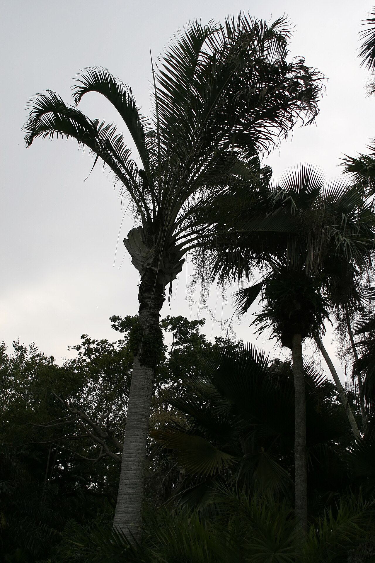 Triangle palm: Location taken: Fairchild Tropical Botanic Garden, Miami, FL USA. Names: Dypsis decaryi (Jum.) Beentje & J.Dransf., Dreieckspalme, Neodipsis Dekara (As N Decary