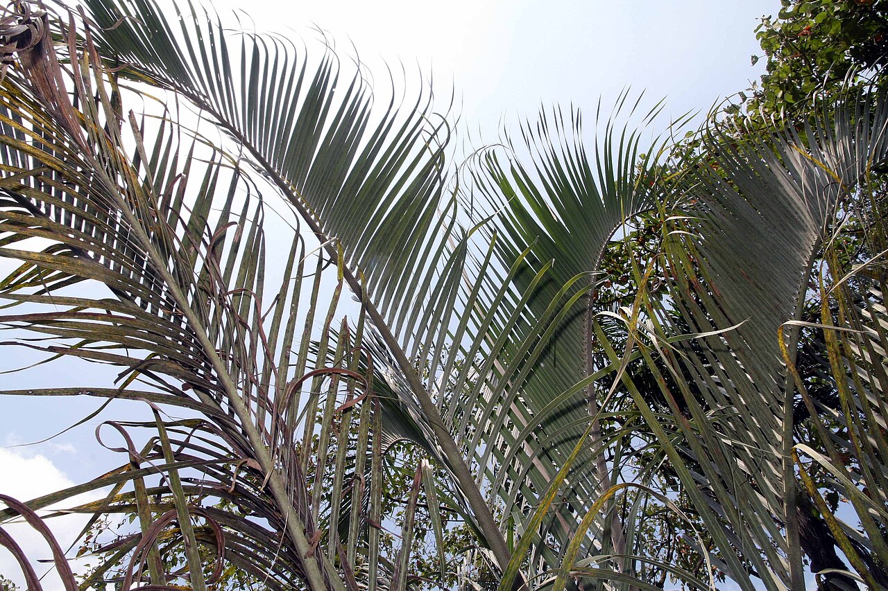 Triangle palm: Location taken: Else Kientzler Botanical Garden, Sarchi Norte, Costa Rica. Names: Dypsis decaryi (Jum.) Beentje & J.Dransf., Dreieckspalme, Neodipsis Dekara (As