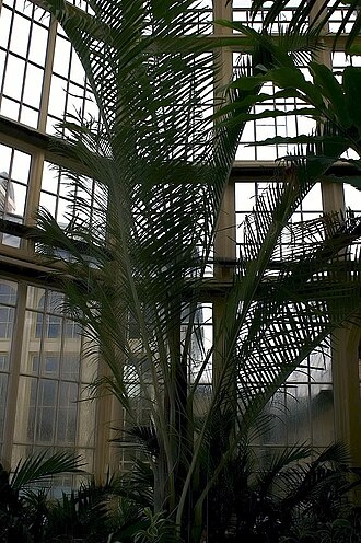 Triangle palm: Location taken: Rawlings Conservatory & Botanic Gardens, Baltimore MD USA. Names: Dypsis decaryi (Jum.) Beentje & J.Dransf., Dreieckspalme, Neodipsis Dekara (As