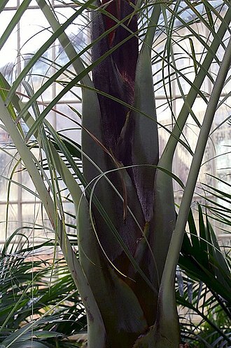 Triangle palm: Location taken: Rawlings Conservatory & Botanic Gardens, Baltimore MD USA. Names: Dypsis decaryi (Jum.) Beentje & J.Dransf., Dreieckspalme, Neodipsis Dekara (As