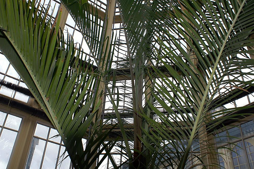 Triangle palm: Location taken: Rawlings Conservatory & Botanic Gardens, Baltimore MD USA. Names: Dypsis decaryi (Jum.) Beentje & J.Dransf., Dreieckspalme, Neodipsis Dekara (As